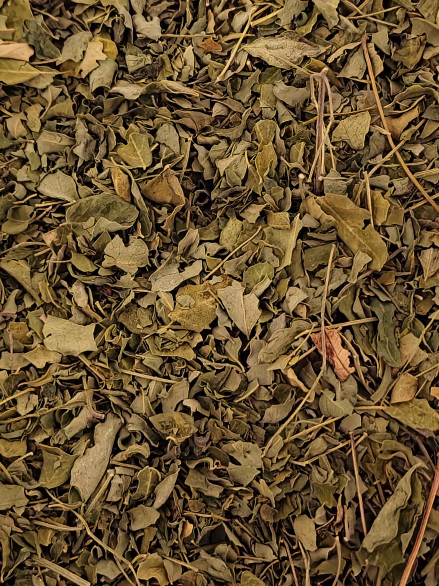 Close-up of dried Organic Moringa leaf, superfood and herbal remedy