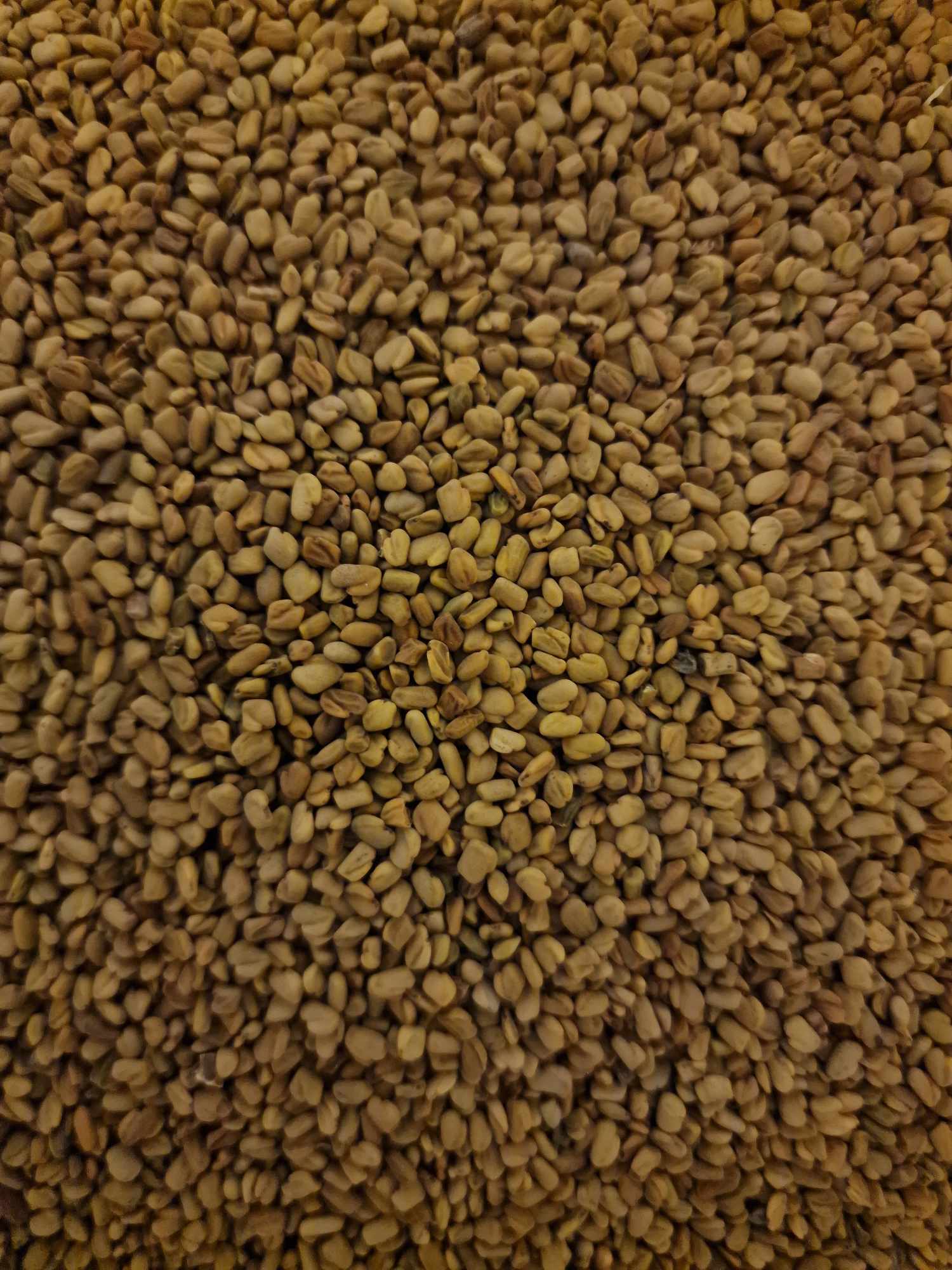 close up of Organic Fenugreek seeds from Botanical Remedies herbal dispensary, an herbal remedy, also an spice