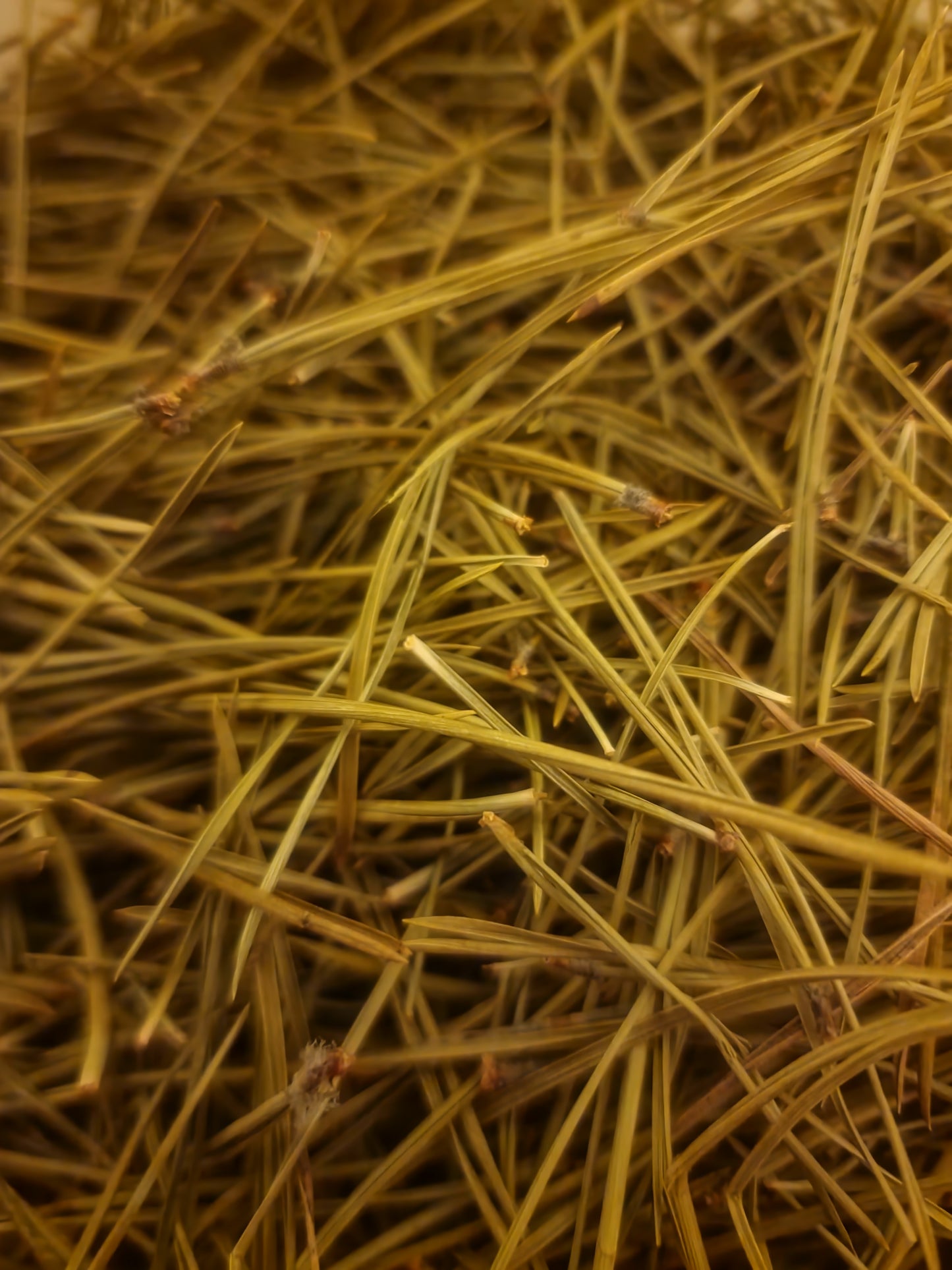 Pine needles
