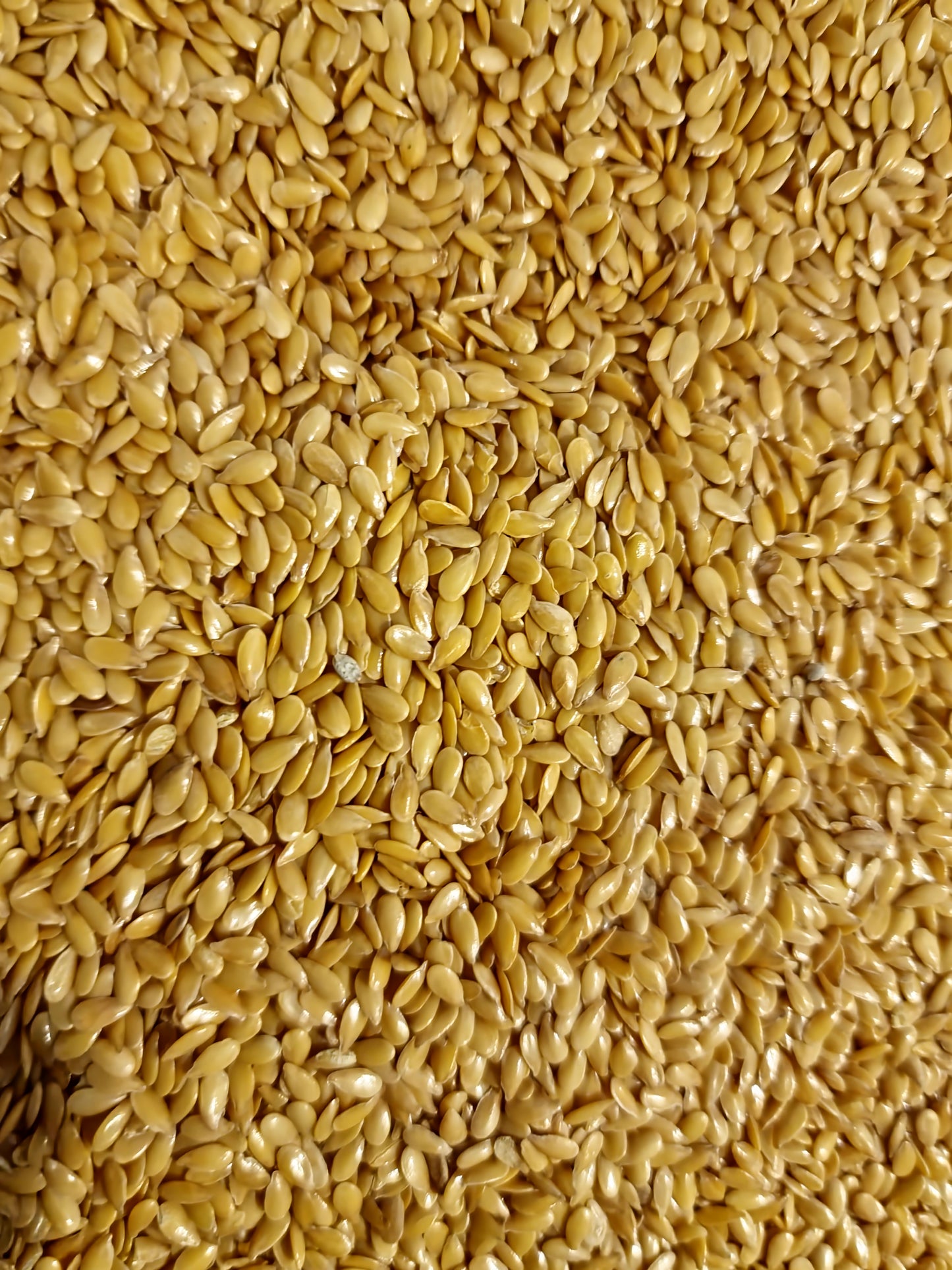 An overhead macro view of loose Apothecary Grade Golden Flaxseeds, showing the uniform, pristine golden-yellow color and glossy whole seed profiles of premium Linum usitatissimum