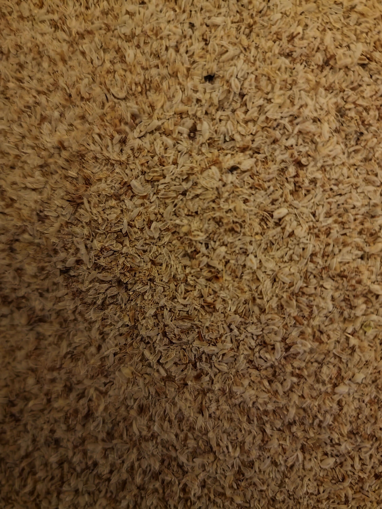 close up of Psyllium husk, an herbal remedy from Botanical Remedies, rich source of fibre
