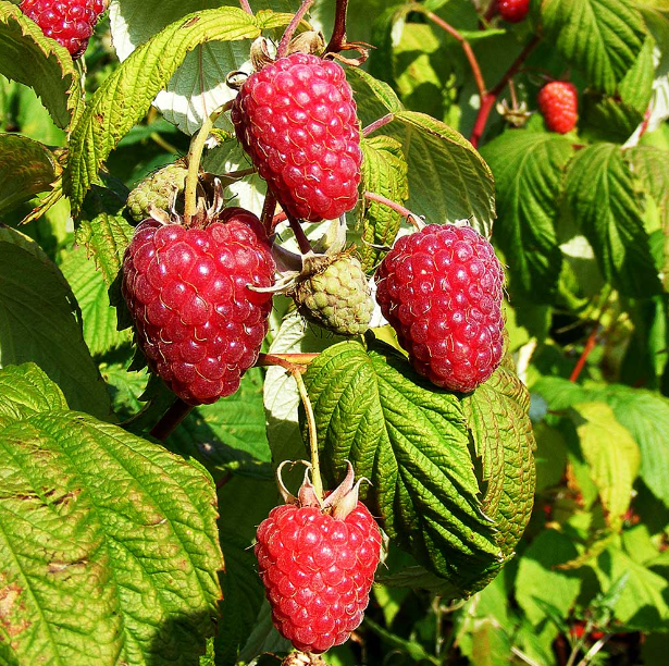 close up of Red raspberry plant
