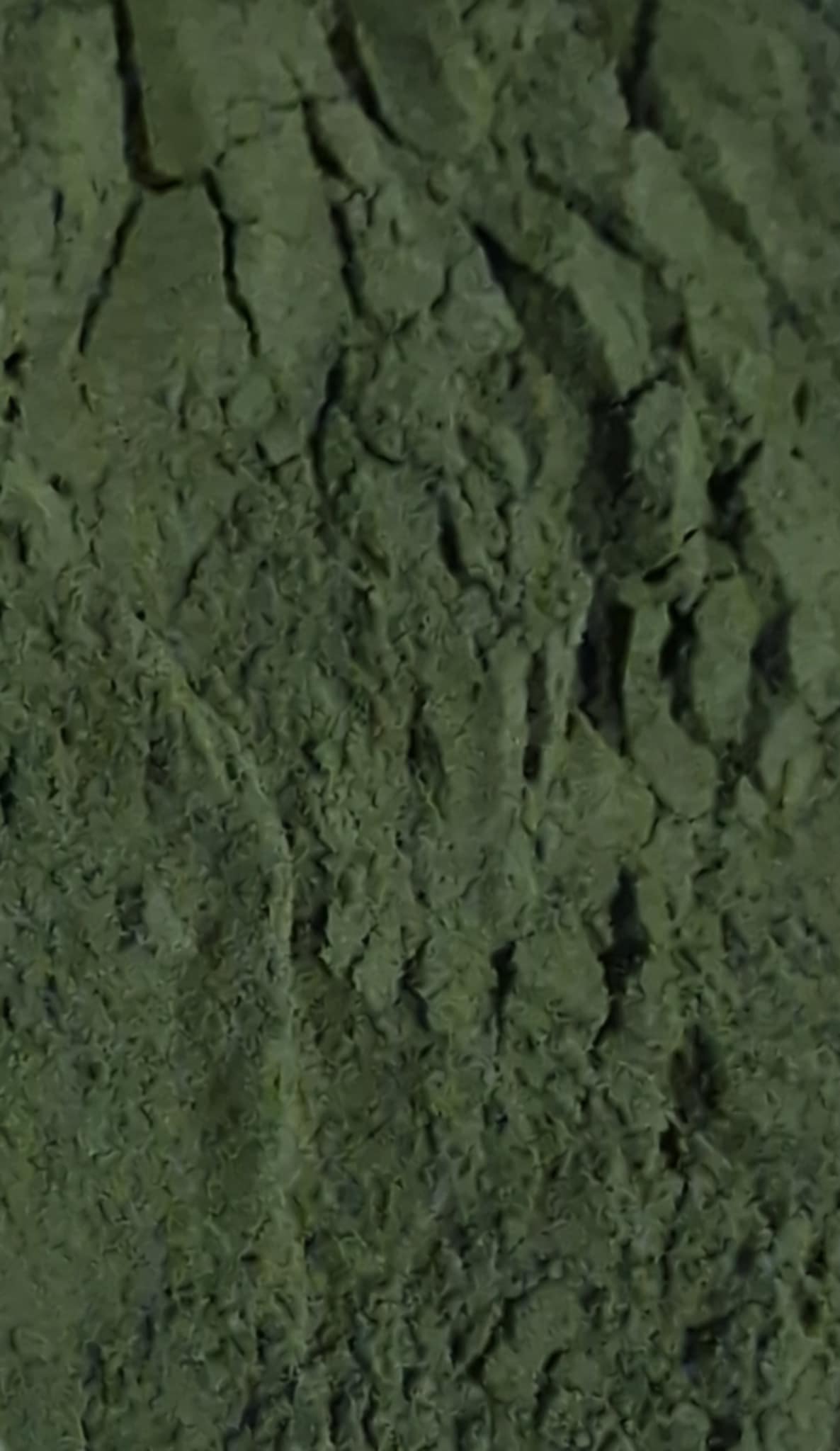 Organic Spirulina, dried and powdered, superfood, an herbal remedy