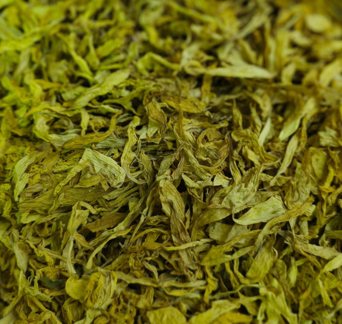 Sunflower Petals (Helianthus annuus)