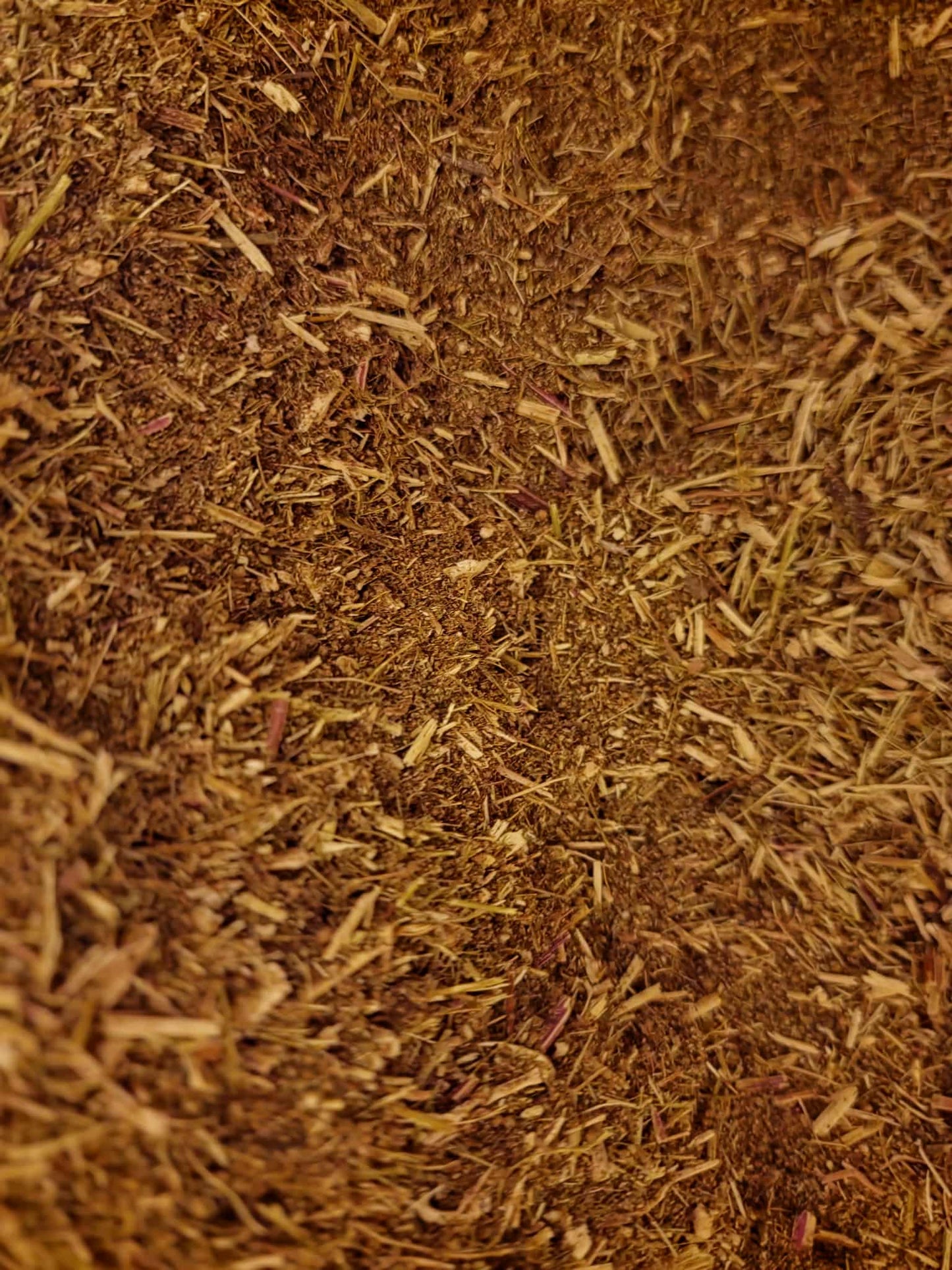 Close-up of sweet wormwood herb from Botanical Remedies herbal dispensary, an herbal remedy, loose herbal tea