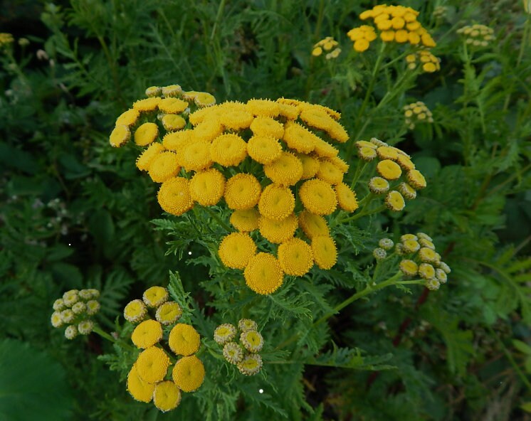 Tansy flowering plant