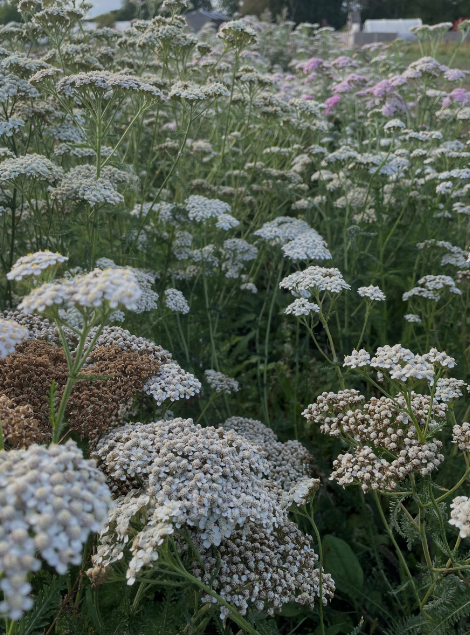 close up of yarrow growing on fields