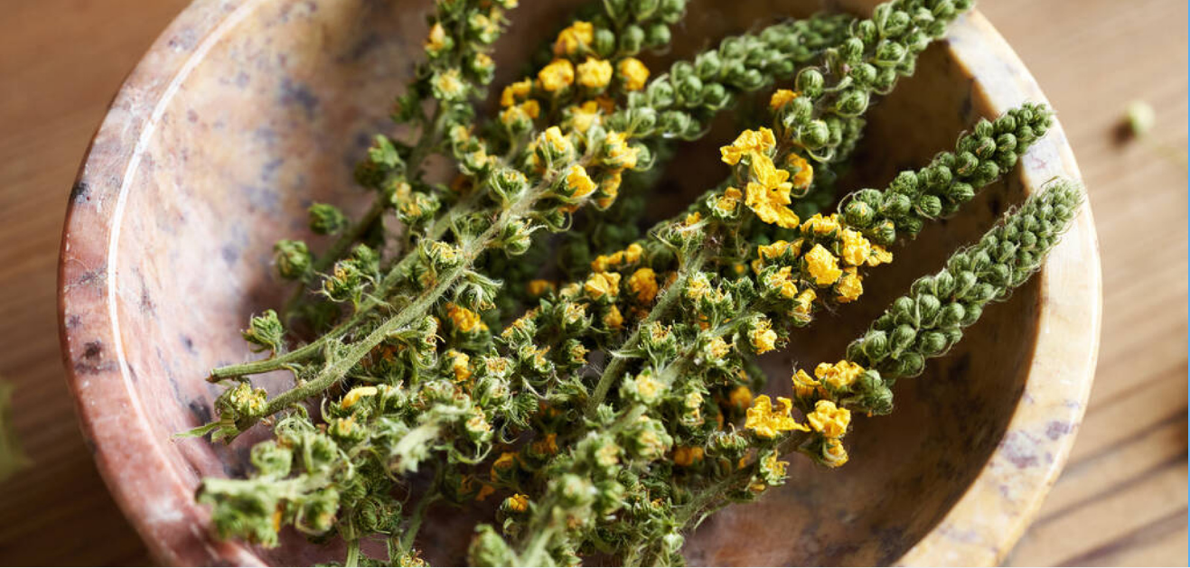 Agrimony herb (Agrimonia eupatoria L.) loose tea