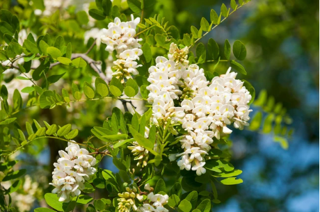 Black Locust flower (Robinia pseudoacacia) Lab-proven Quality