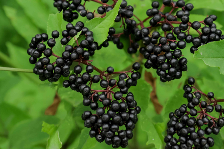 Elderberries dried (Sambucus nigra) Lab-proven Quality