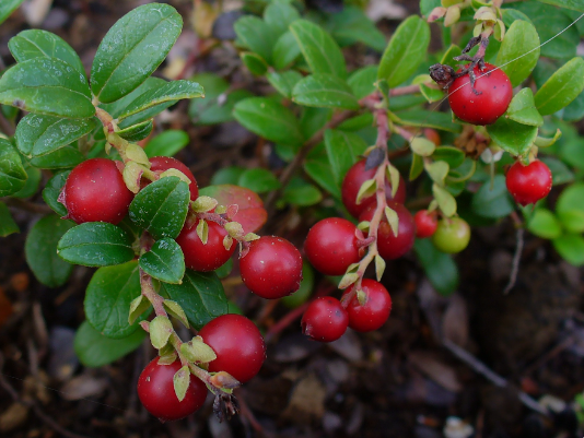 Lingonberry whole leaf tea (Vaccinium vitis-idaea L.) Lab-proven Quality and Purity