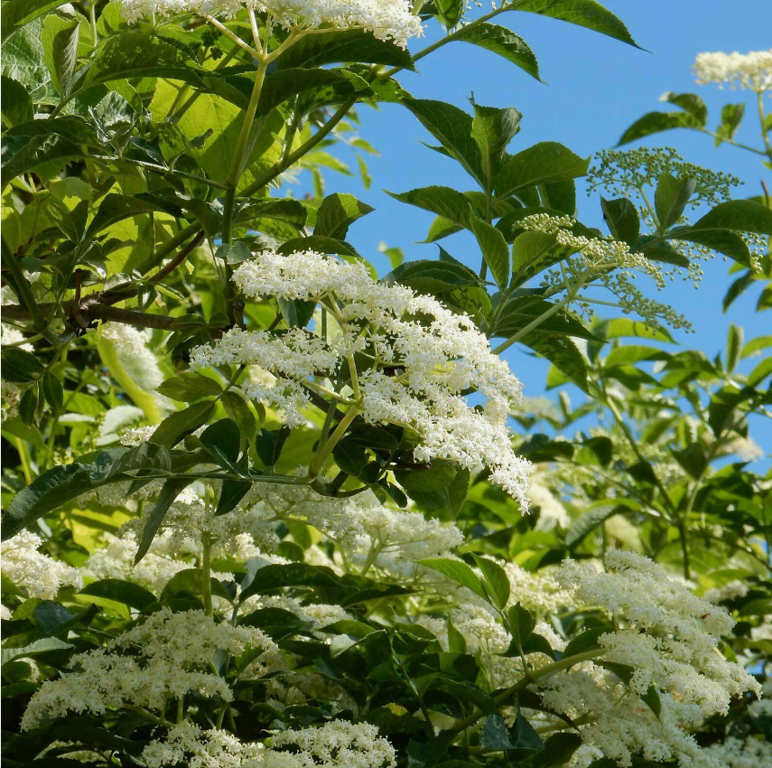 Elderflower tea (Sambucus nigra L.) Lab-proven Quality and Purity