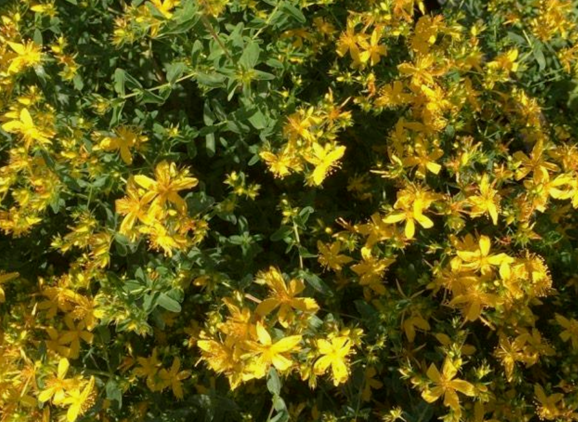 St. John’s Wort herb tea (Hypericum perforatum) Lab-proven Quality