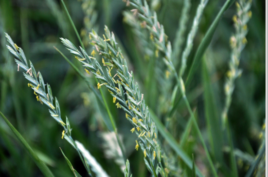 Couch grass root tea (Elymus repens)