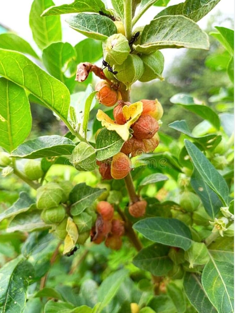 Ashwagandha root tea (Withania somnifera) Lab-proven Quality