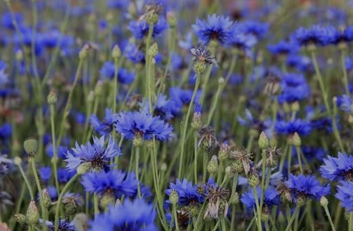 Cornflower flower tea (Centaurea cyanus L.) Lab-proven Quality and Purity