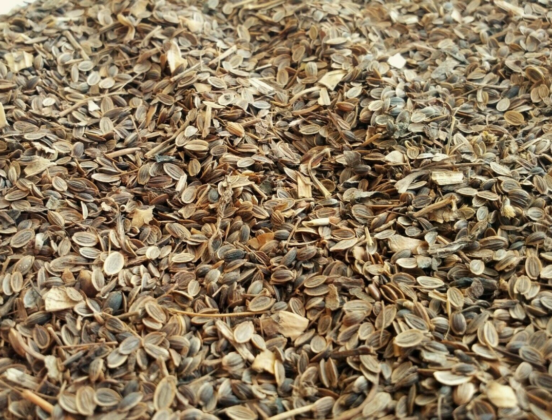 Dill seeds tea (Anethum graveolens L.) Lab-proven Quality and Purity