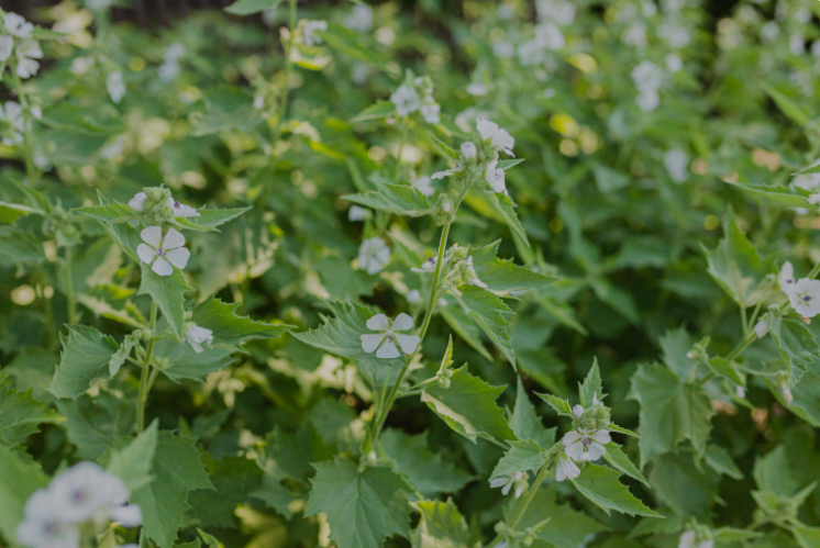 Marshmallow herb tea (Althaea officinalis L.)