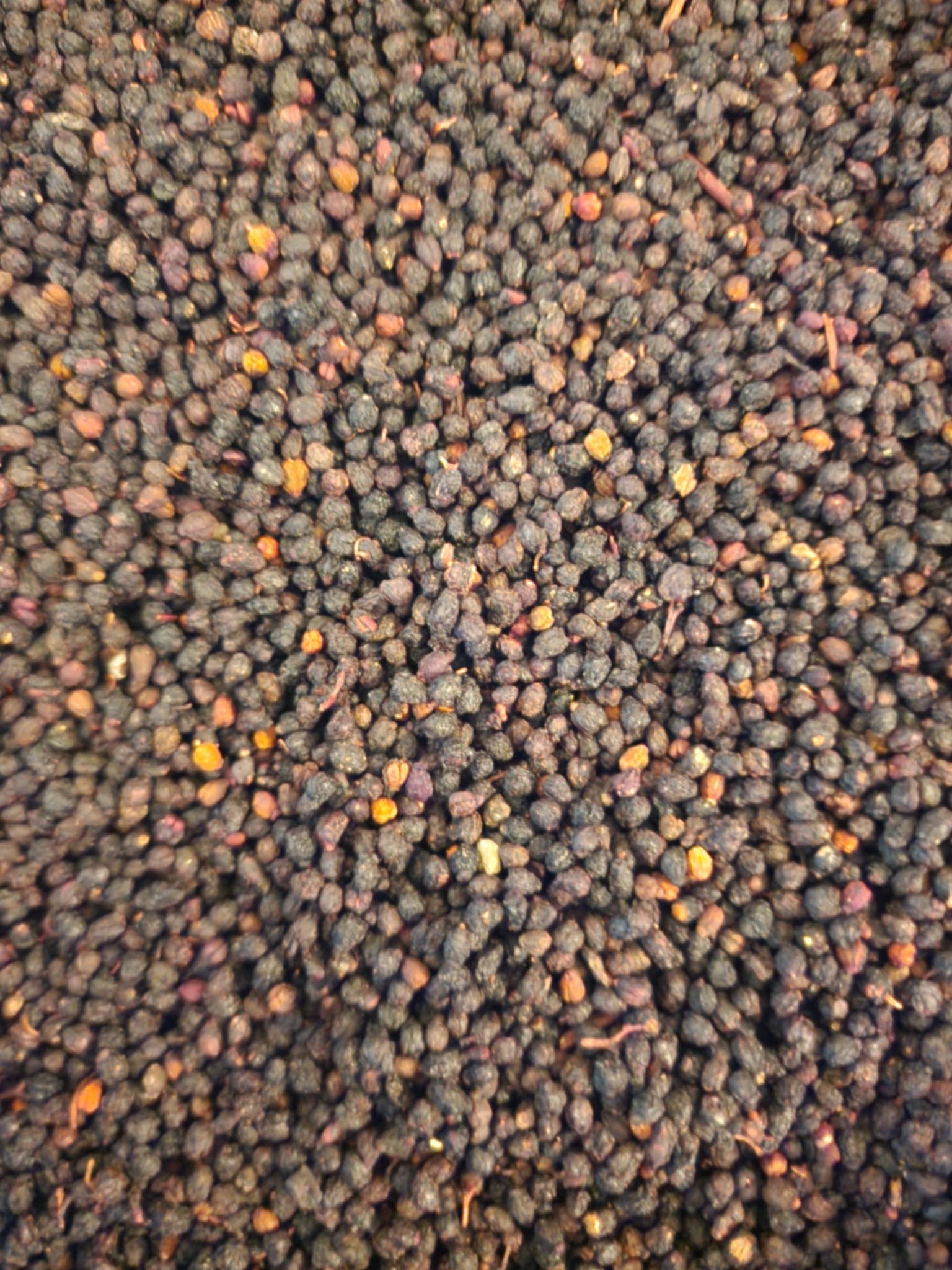 close p of dried Dwarf Elder berries, loose herbal tea, an herbal remedy