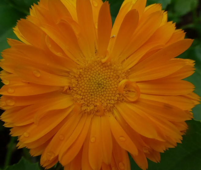 marigold flower