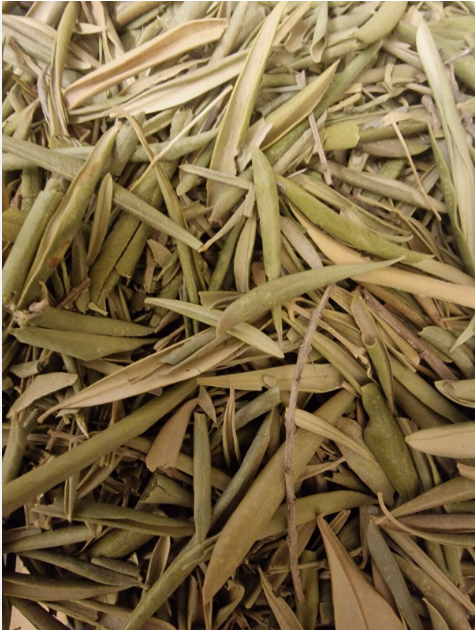 dried olive leaf`s