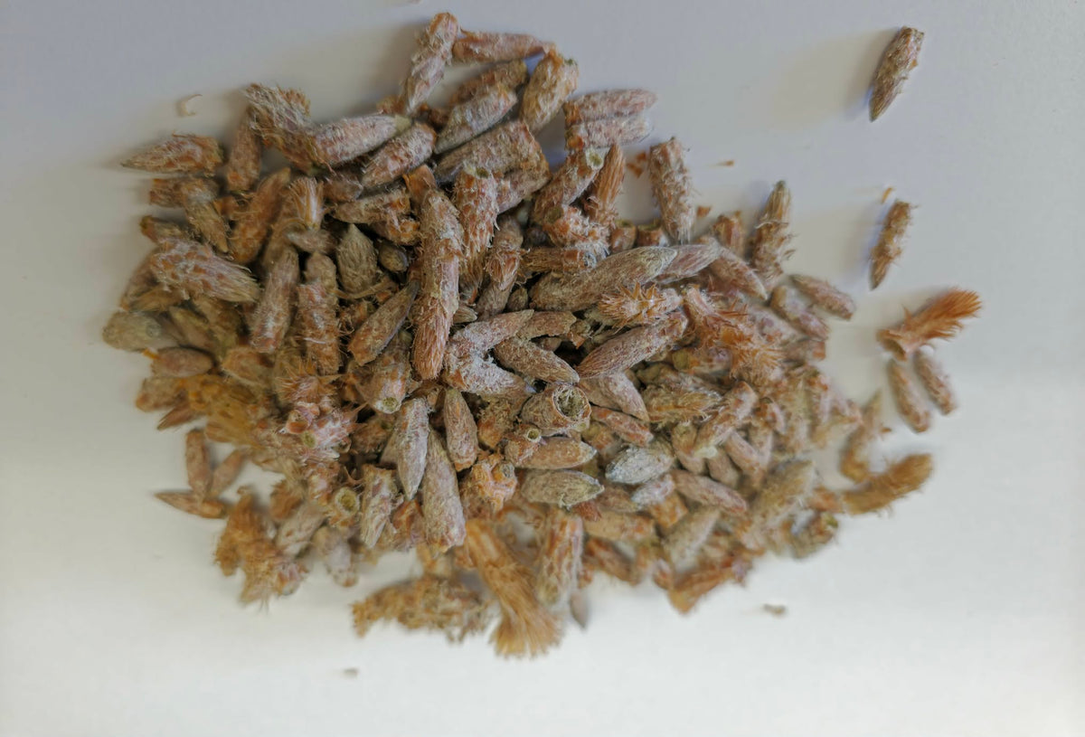Organic dried Scots Pine buds (Pinus sylvestris) for resinous herbal tea and steam inhalations.