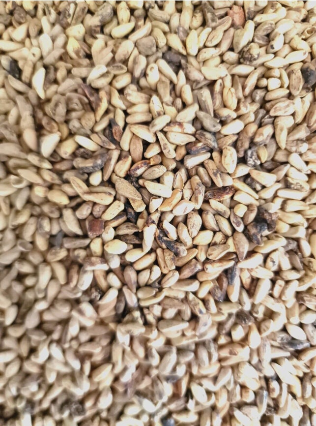 close up of dried Pomegranate seeds, an herbal remedy
