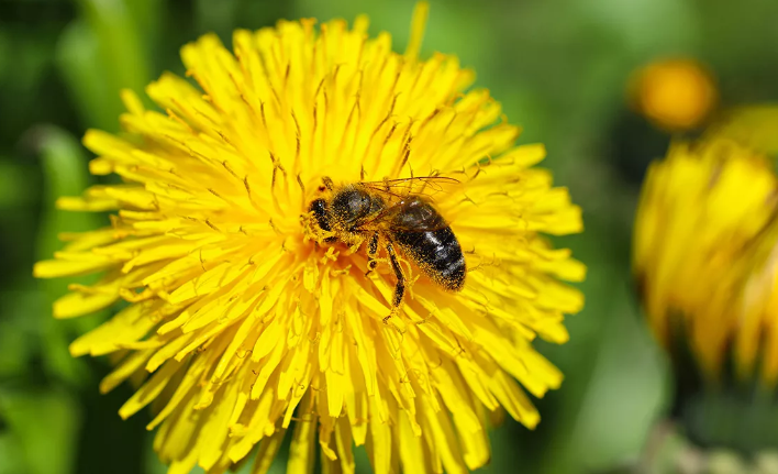 A vibrant yellow Dandelion flower (Taraxacum officinale) being pollinated by a bee in the wild, representing the natural origin of our premium herbal root remedies.