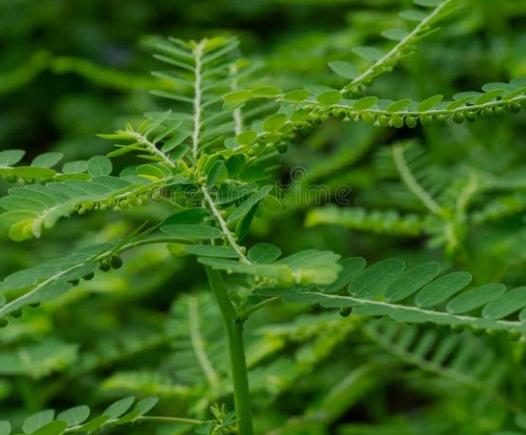 A close-up photograph of a living Chanca Piedra plant (Phyllanthus niruri) growing naturally. The image clearly shows the botanical's distinct features, including its delicate green leaflets and the tiny, round seed pods growing in a row beneath the stems, highlighting the pure, natural source of this traditional Stone Breaker herb