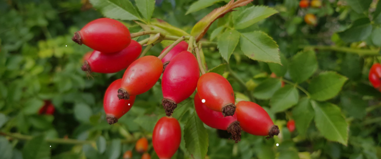 A close-up view of fresh, vibrant red wild Rosehip berries (Rosa canina) ripening on a branching shrub surrounded by green leaves in a pristine outdoor environment.