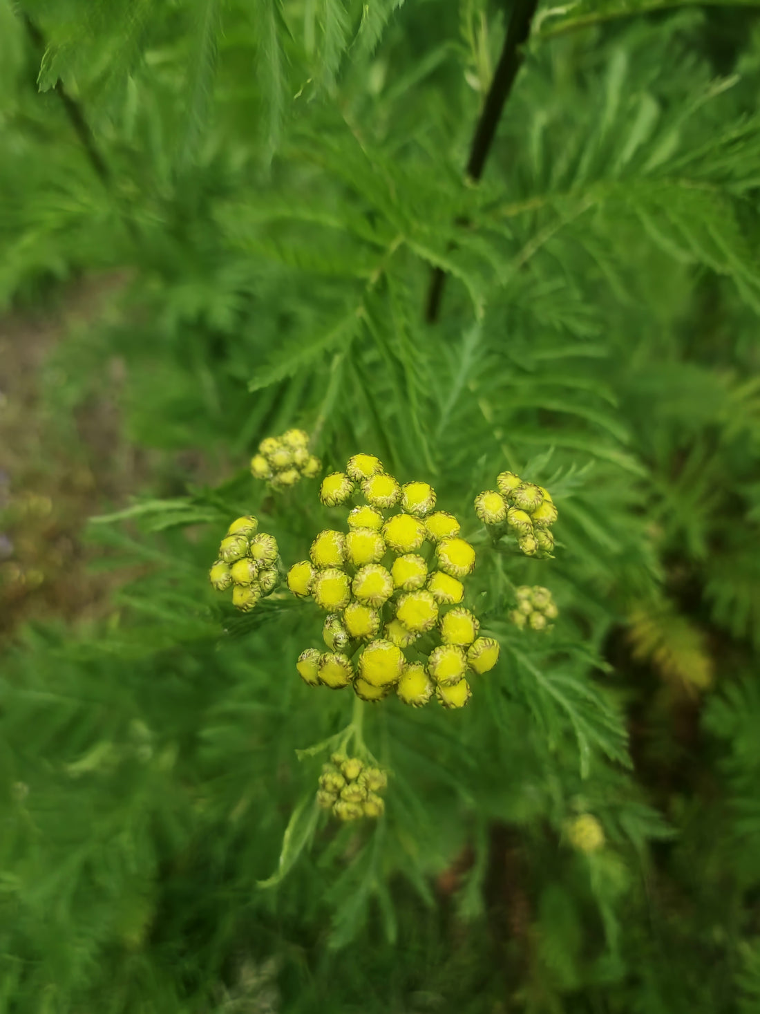 Tansy Benefits, Usage, Medicinal Properties, Nutrition, Dosage, Preparations, safety, science backed and traditional view