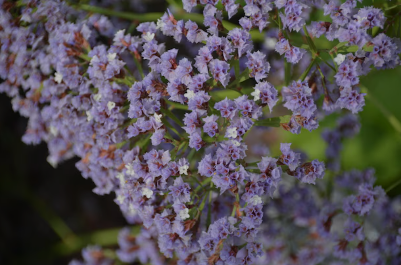 Flowering Rosemary 