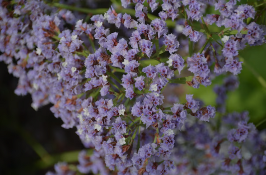 Flowering Rosemary 