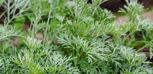 Wormwood Benefits, Usage, Medicinal Properties, Nutrition, Dosage, Preparations, safety, science backed and traditional view