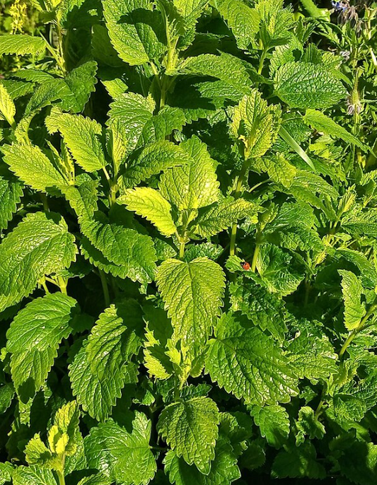 Lemon balm Benefits, Usage, Medicinal Properties, Nutrition, Dosage, Preparations, safety, science backed and traditional view