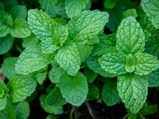 Peppermint Benefits, Usage, Medicinal Properties, Nutrition, Dosage, Preparations, safety, science backed and traditional view