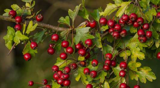 Hawthorn Benefits, Usage, Medicinal Properties, Nutrition, Dosage, Preparations, safety, science backed and traditional view