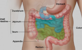 GUT HEALTH - how to fight dysbiosis