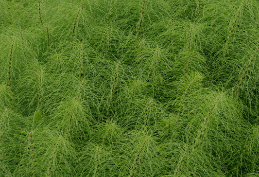 Horsetail  Benefits, Usage, Medicinal Properties, Nutrition, Dosage, Preparations, safety, science backed and traditional view