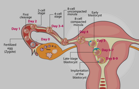 Pregnancy  part 1. Conception - Fertility/infertility – herbal approach for woman and man fertility.