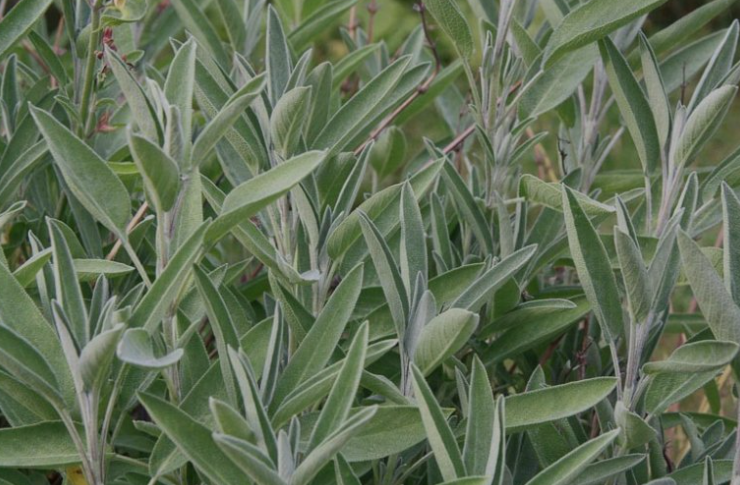 Common Sage Benefits, Usage, Medicinal Properties, Nutrition, Dosage, Preparations, safety, science backed and traditional view