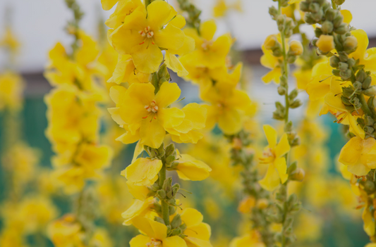 Mullein Benefits, Usage, Medicinal Properties, Nutrition, Dosage, Preparations, safety, science backed and traditional view