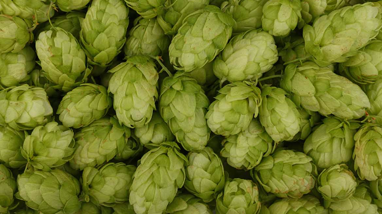 Hop Benefits, Usage, Medicinal Properties, Nutrition, Dosage, Preparations, safety, science backed and traditional view