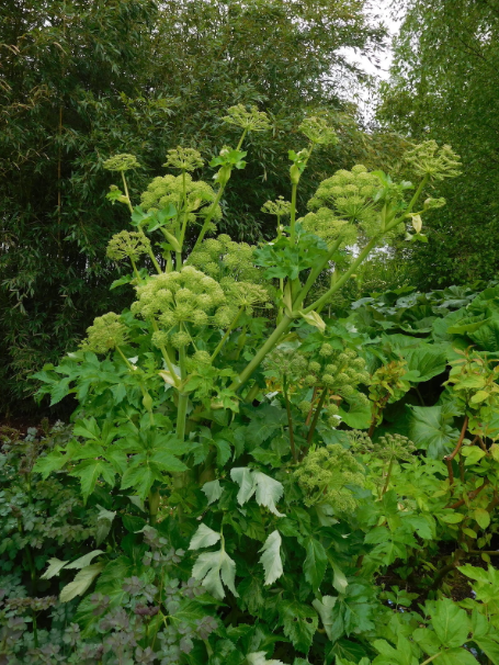 Angelica Benefits, Usage, Medicinal Properties, Nutrition, Dosage, Preparations, safety, science backed and traditional view