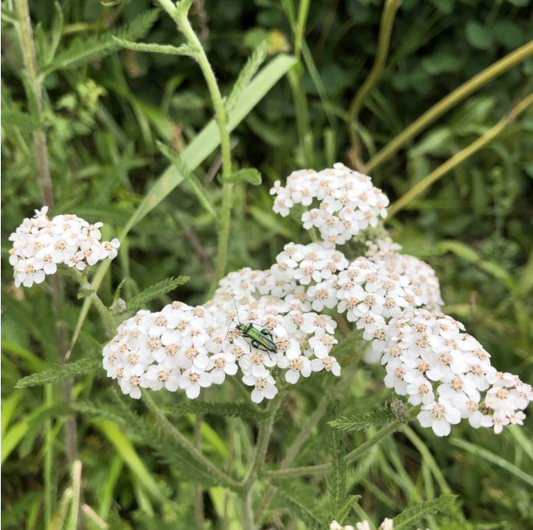 Yarrow Benefits, Usage, Medicinal Properties, Nutrition, Dosage, Preparations, safety, science backed and traditional view