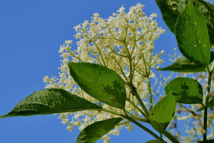 Elder Benefits, Usage, Medicinal Properties, Nutrition, Dosage, Preparations, safety, science backed and traditional view