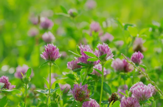 Red clover Benefits, Usage, Medicinal Properties, Nutrition, Dosage, Preparations, safety, science backed and traditional view