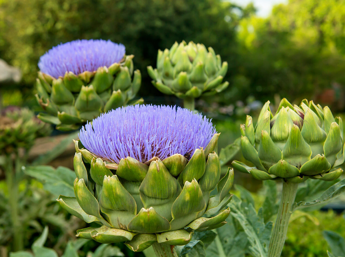 Artichoke Benefits, Usage, Medicinal Properties, Nutrition, Dosage, Preparations, safety, science backed and traditional view