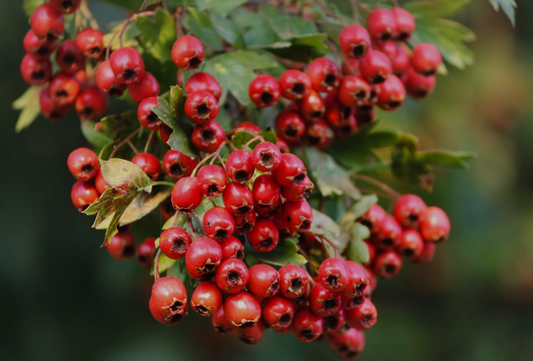 Hawthorn Benefits, Use, Medicinal actions, Safety and moore