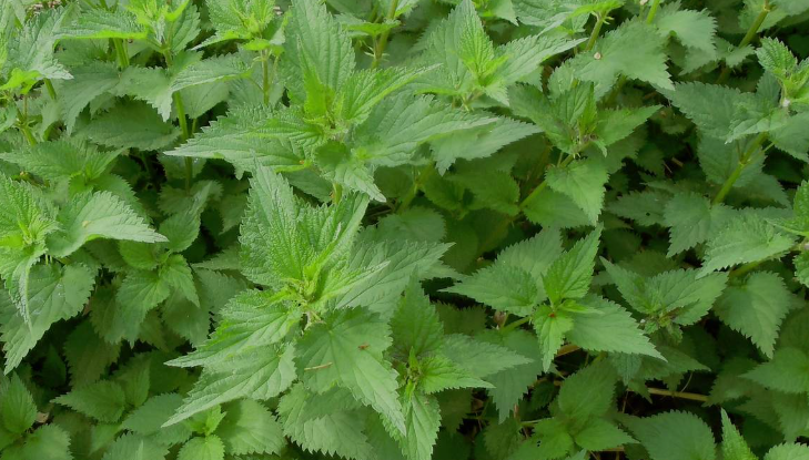 Nettle Benefits
